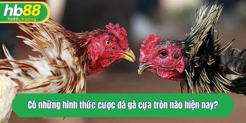 Có những hình thức cược đá gà cựa tròn nào hiện nay?