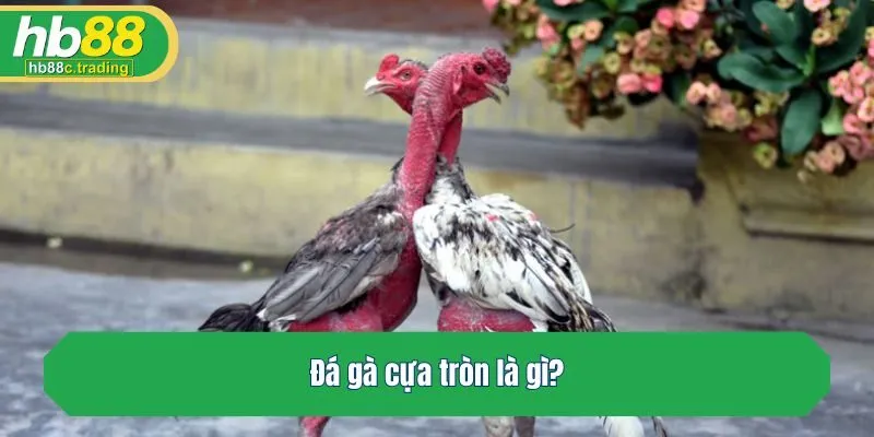 Đá gà cựa tròn là gì?