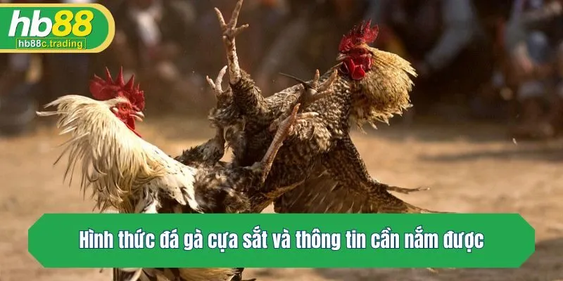Hình thức đá gà cựa sắt và thông tin cần nắm được