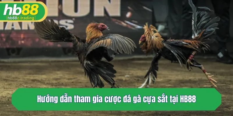 Hướng dẫn tham gia cược đá gà cựa sắt tại HB88
