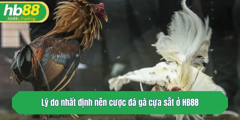 Lý do nhất định nên cược đá gà cựa sắt ở HB88