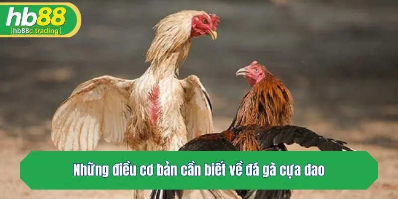 Những điều cơ bản cần biết về đá gà cựa dao