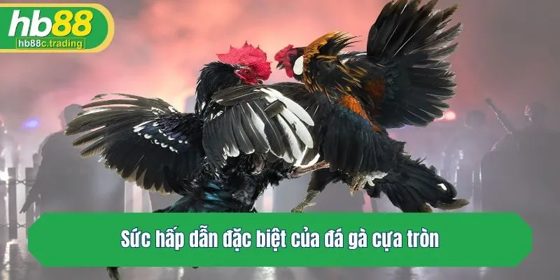 Sức hấp dẫn đặc biệt của đá gà cựa tròn